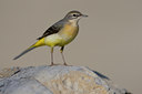 BUITEN BEELD Foto: 52057