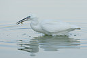 BUITEN BEELD Foto: 52069