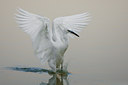BUITEN BEELD Foto: 52086