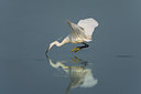 BUITEN BEELD Foto: 52114
