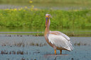 BUITEN BEELD Foto: 52153