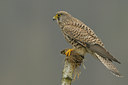 BUITEN BEELD Foto: 52223