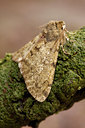 BUITEN BEELD Foto: 52324