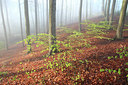 BUITEN BEELD Foto: 52337