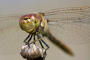 BUITEN BEELD Foto: 52420