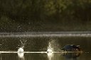 BUITEN BEELD Foto: 52429