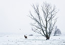 BUITEN BEELD Foto: 52448