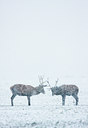 BUITEN BEELD Foto: 52453