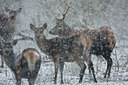 BUITEN BEELD Foto: 52455