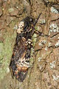 BUITEN BEELD Foto: 52614