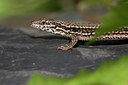 BUITEN BEELD Foto: 52617