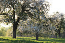 BUITEN BEELD Foto: 52622