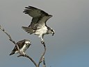 BUITEN BEELD Foto: 52635
