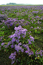 BUITEN BEELD Foto: 52667