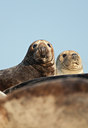 BUITEN BEELD Foto: 52703