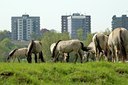 BUITEN BEELD Foto: 52781