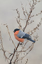 BUITEN BEELD Foto: 52794