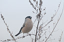 BUITEN BEELD Foto: 52796