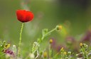 BUITEN BEELD Foto: 52805