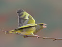 BUITEN BEELD Foto: 52826