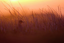 BUITEN BEELD Foto: 52875