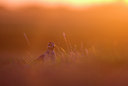 BUITEN BEELD Foto: 52876