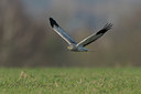 BUITEN BEELD Foto: 52882