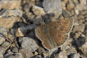 BUITEN BEELD Foto: 52952