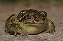BUITEN BEELD Foto: 52963