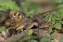 BUITEN BEELD Foto: 52969