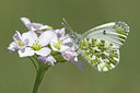 BUITEN BEELD Foto: 52973