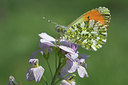 BUITEN BEELD Foto: 52974