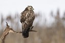 BUITEN BEELD Foto: 53068