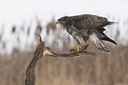 BUITEN BEELD Foto: 53083