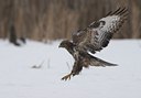 BUITEN BEELD Foto: 53088