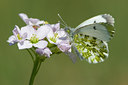 BUITEN BEELD Foto: 53103