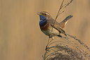 BUITEN BEELD Foto: 53105