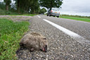 BUITEN BEELD Foto: 53180