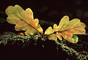 BUITEN BEELD Foto: 53199