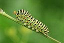BUITEN BEELD Foto: 53266