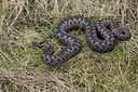 BUITEN BEELD Foto: 53366