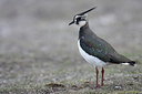 BUITEN BEELD Foto: 53384