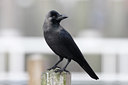 BUITEN BEELD Foto: 53387