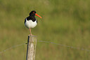 BUITEN BEELD Foto: 53388
