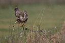 BUITEN BEELD Foto: 53425