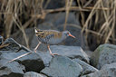 BUITEN BEELD Foto: 53434