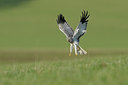 BUITEN BEELD Foto: 53445