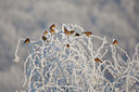 BUITEN BEELD Foto: 53543