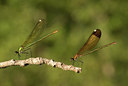 BUITEN BEELD Foto: 53564
