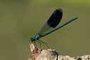 BUITEN BEELD Foto: 53573
